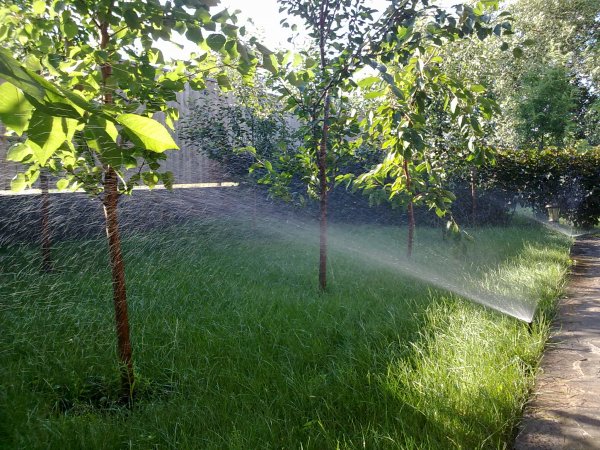 Полив сада дождевателями