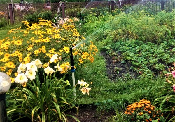 Полив огорода дождевателями