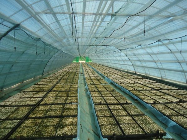 Верхнее орошение дождеванием