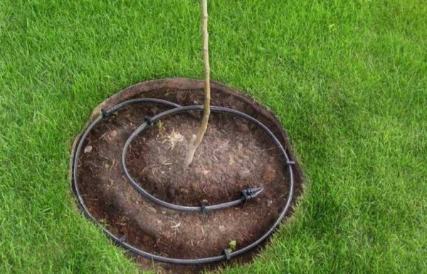 Капельный полив деревьев