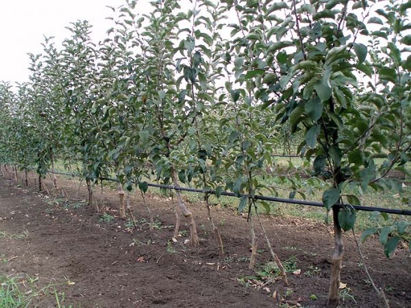 Капельный полив сада